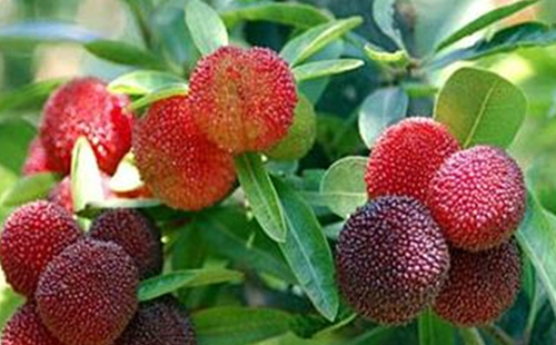 中藥矮楊梅的圖片形態(tài)及其功效與應(yīng)用！